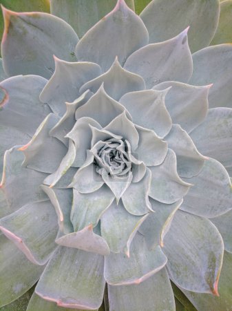 Photo for Close-up details of a Chalk Liveforever (Dudleya pulverulenta) Succulent - Royalty Free Image