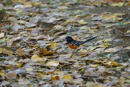 Photo for Spotted Towhee bird with a sunflower seed in its mouth at the Big Morongo Canyon Preserve in California - Royalty Free Image