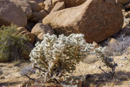 Grand cactus cholla argenté (Cylindropuntia echinocarpa) au parc national Joshua Tree, Californie avec espace de copie