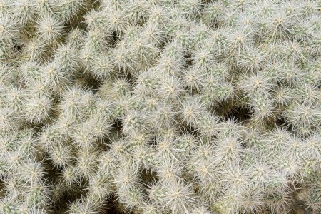 Photo for Silver Cholla cactus (Cylindropuntia echinocarpa) pattern and texture background - Royalty Free Image
