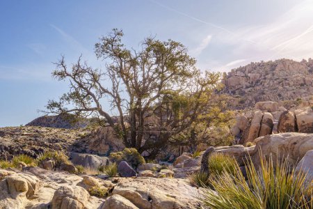 Pinyon-Kiefer (Pinus pinaceae) in der Nähe der Desert Queen Mine im Joshua Tree National Park, Kalifornien