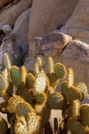 Photo for Pancake Prickly Pear Cactus (Opuntia chlorotica) Close-up in front of rocks in Joshua Tree National Park, California - Royalty Free Image