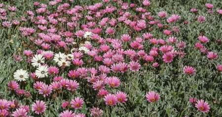A mixture of pink and white African Daisies in a meadow (Arctotis acaulis) flowers