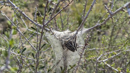 Großaufnahme westlicher Zeltraupen, die Larven in einem Wüstenbusch in Kalifornien schlüpfen lassen