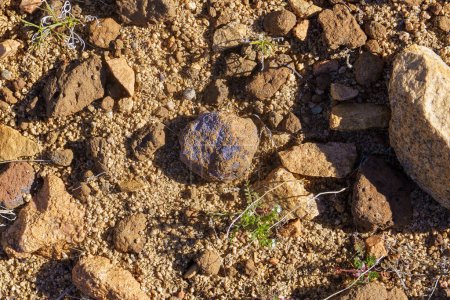 Roche avec lichen bleu lavande dans le désert de Mojave en Californie