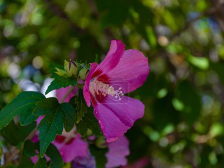 Foto de Flor de hibisco rosa en un tallo con hojas y brotes verdes. Una Malva tierna crece a la sombra, el fondo está borroso por ahora - Imagen libre de derechos