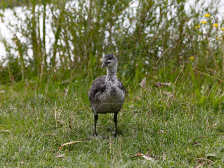 Téléchargez les photos : Un jeune oiseau gris se tient sur la rive du lac sur l'herbe verte et regarde le spectateur. Le plumage des poussins Fulica atra est gris, la poitrine est plus claire que le reste du corps. - en image libre de droit