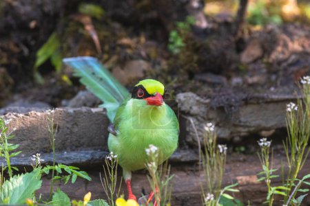 Photo for The common green magpie bird from woods of sattal, Uttarakhand - Royalty Free Image