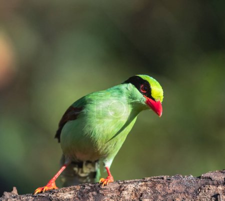 Photo for The common green magpie bird from woods of sattal, Uttarakhand - Royalty Free Image