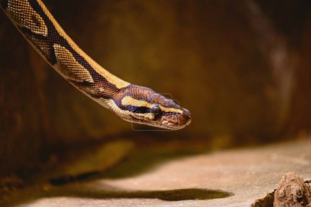 Foto de Pitón de bola (Python regius). También se llama pitón real. Detalle de cabeza, piel y ojo de serpiente marrón sobre fondo marrón. - Imagen libre de derechos