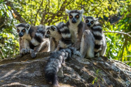 Foto de Un grupo de cuatro lémures Kata (Lemur catta) sentados en una roca con fondo verde. Lemurs kata con cola larga peluda a rayas. Parque Nacional de Isalo, Madagascar. - Imagen libre de derechos