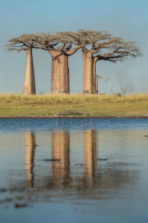 Téléchargez les photos : Arbre baobabs arbres avec réflexion dans l'eau et ciel bleu en arrière-plan. Avenue des Baobabs. Allée des Baobabs. Madagascar. - en image libre de droit