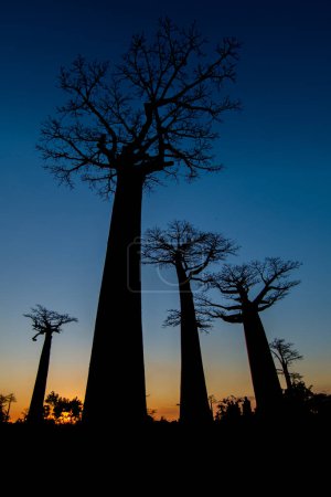 Téléchargez les photos : Silhouette sombre de trois grands baobabs sur fond bleu foncé au coucher du soleil. Avenue des Baobabs. Allée des Baobabs. Madagascar. - en image libre de droit