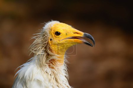 Close up photo of The Egyptian vulture (Neophron percnopterus). Prague Zoo, Czech republic.