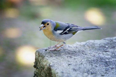 The Eurasian chaffinch, common chaffinch, Madeira, Europe.