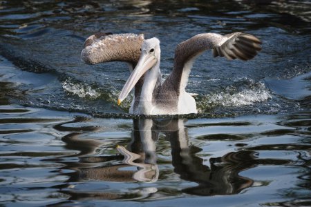 Pelican (Pelecanus) with a reflection in the water. Prague zoo.