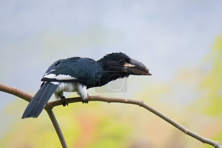 Nahaufnahme des Pfeifhornvogels (Bycanistes fistulator), der auf einem Ast mit verschwommenem Hintergrund sitzt.