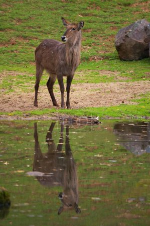 Close up photo of The waterbuck (Kobus ellipsiprymnus) with reflection in the water. Zoo Dvur Kralove.