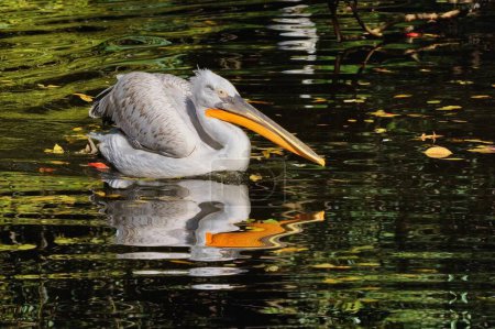 Foto de Foto de cerca de Pelican (Pelecanus) con reflejo en el agua. Zoológico de Praga, República Checa. - Imagen libre de derechos