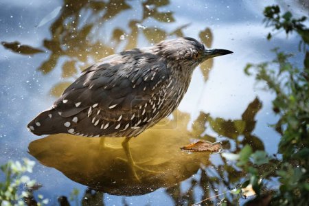 Close up photo of The Black-crowned night heron (Nycticorax nycticorax) with reflection in water.