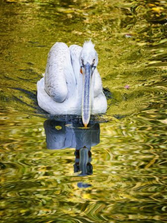 Nahaufnahme von Pelikan (Pelecanus) mit Spiegelung im Wasser. Prager Zoo, Tschechische Republik.