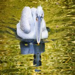 Close up photo of Pelican (Pelecanus) with reflection in the water. Prague Zoo, Czech republic.
