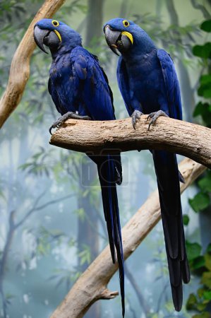 Close up photo of two hyacinth macaws (Anodorhynchus hyacinthinus) sitting on a branch with blurry background. Prague Zoo.