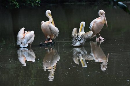 Groupe de pélicans (Pelecanus) dans l'eau. Zoo de Prague.