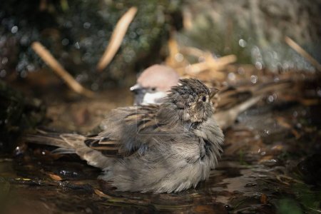 Close up photo of House sparrow, (Passer domesticus), also called English sparrow, sitting in the water.