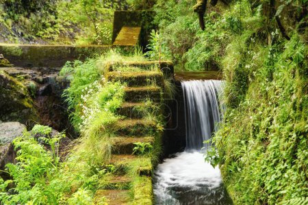 Stone steps overgrown with moss, levada 25 Fontes, Madeira, Portugal, Europe.