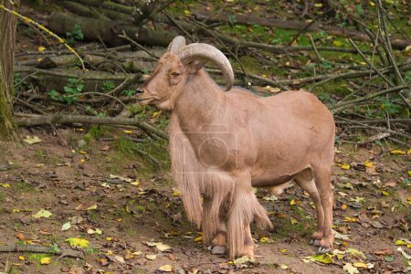 Photo rapprochée du mouton barbare (Ammotragus lervia). Safari Park Dvur Kralove, République tchèque.