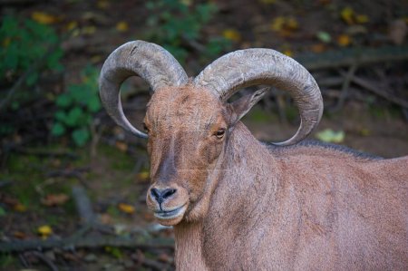 Close up photo of The Barbary sheep (Ammotragus lervia). Safari Park Dvur Kralove, Czech Republic.