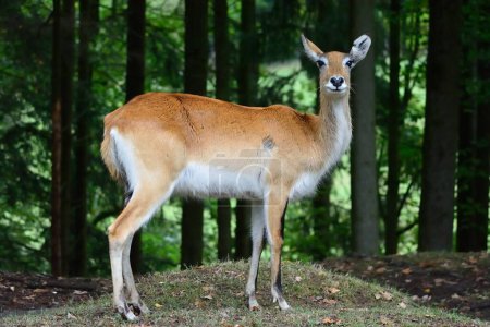 Antilope (Kobus) mit Wald im Hintergrund. Safaripark Dvur Kralove, Tschechische Republik.