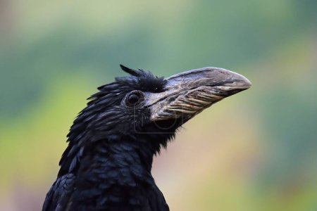 Detail des Kopfes des Rohrhornvogels (Bycanistes fistulator) auf grünem, verschwommenem Bakkgrund. Safari Park Dvur Kralove.