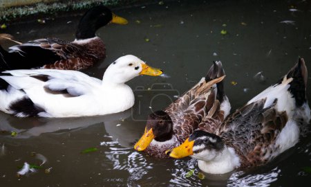 Ducks swimming in a pond.