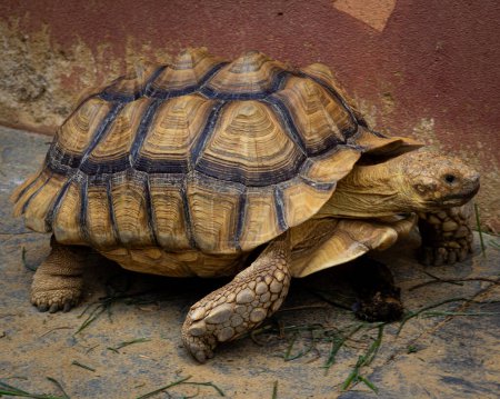 Close up shot of a sulcata tortoise.