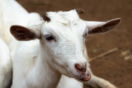 Closeup of an Anglo-nubian goat.
