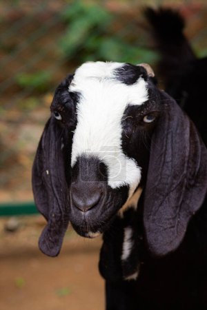 Closeup photo of an Anglo-nubian goat.
