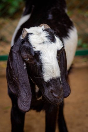 Closeup shot of an Anglo-nubian goat.