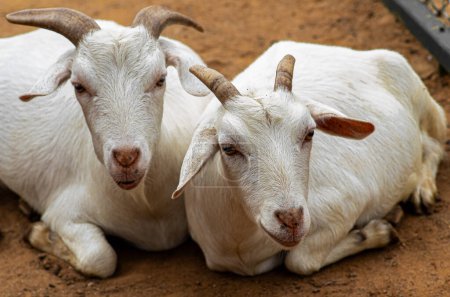 Anglo-nubian goats resting in the field.