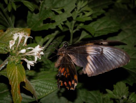 Schmetterling sitzt auf einer weißen Blume und trinkt Nektar.