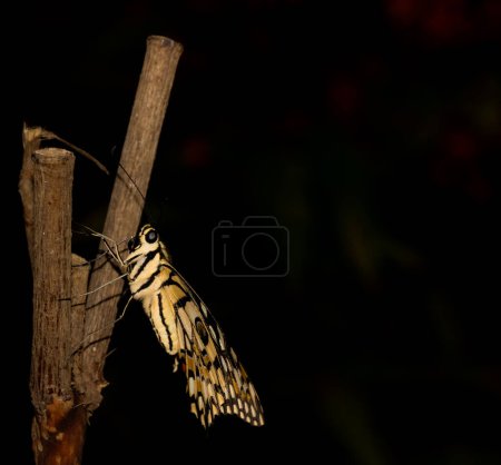 Macro shot of a yellow and black colored butterfly sitting on a branch of a tree.
