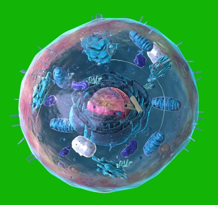 Photo for Components of Eukaryotic cell, nucleus and organelles and plasma membrane - 3d illustration - Royalty Free Image