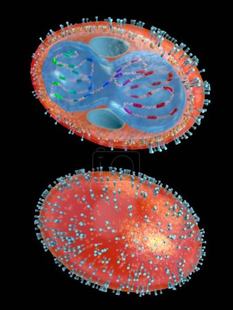 Téléchargez les photos : Coupe transversale d'un agent pathogène de la variole avec membrane cellulaire, nucléocapside, paroi cellulaire et glycoprotéines - illustration 3D - en image libre de droit