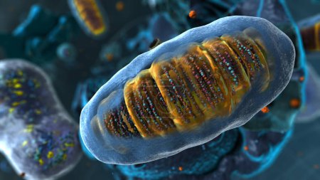 Foto de Organelos dentro de Eukaryote, foco en mitocondrias - Ilustración 3d - Imagen libre de derechos