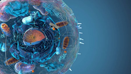 Foto de Subunits dentro de célula eucariótica, núcleo y orgánulos y membrana plasmática - ilustración 3d - Imagen libre de derechos