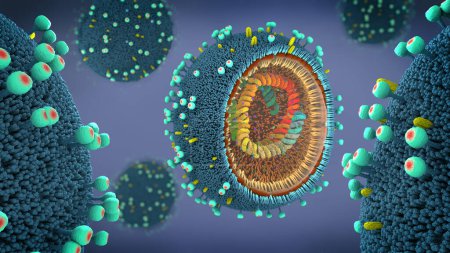 Foto de Primer plano de una partícula del virus de la gripe en la sección transversal que muestra su ADN y enzimas dentro del patógeno del virus - ilustración 3d - Imagen libre de derechos