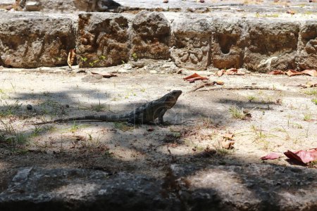 Foto de 23 de mayo de 2023 en Cancún, México: se ve una iguana descansando en la Zona Arqueológica de San Miguelito, sitio de ocho siglos de antigüedad, donde los exploradores han encontrado su impresionante Palacio Chaac, casi 50 entierros y una amplia variedad de artefactos - Imagen libre de derechos