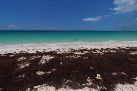 Foto de 25 de mayo de 2023 en Cancún, México: Las playas del Caribe Mexicano continúan teniendo problemas de contaminación debido al Sargazo que ha invadido notoriamente la playa de Cancún, siendo un problema ambiental - Imagen libre de derechos