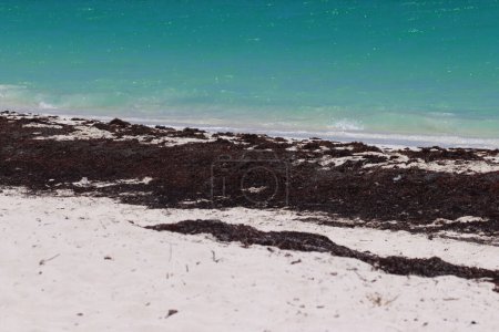 Téléchargez les photos : 25 mai 2023 à Cancun, Mexique : Les plages des Caraïbes mexicaines continuent d'avoir des problèmes de pollution dus au Sargassum qui a envahi notoirement la plage de Cancun, étant un problème environnemental. Le 25 mai 2023 à Cancun, Mexique - en image libre de droit